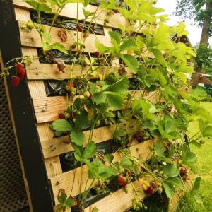 Juin au Potager
