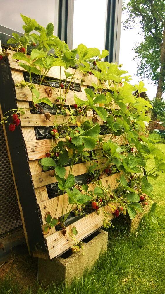 Juin au Potager