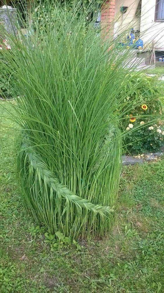 Septembre au jardin d'agrément