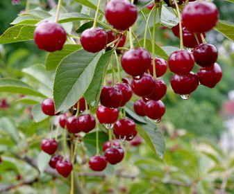 Juillet au jardin fruitier