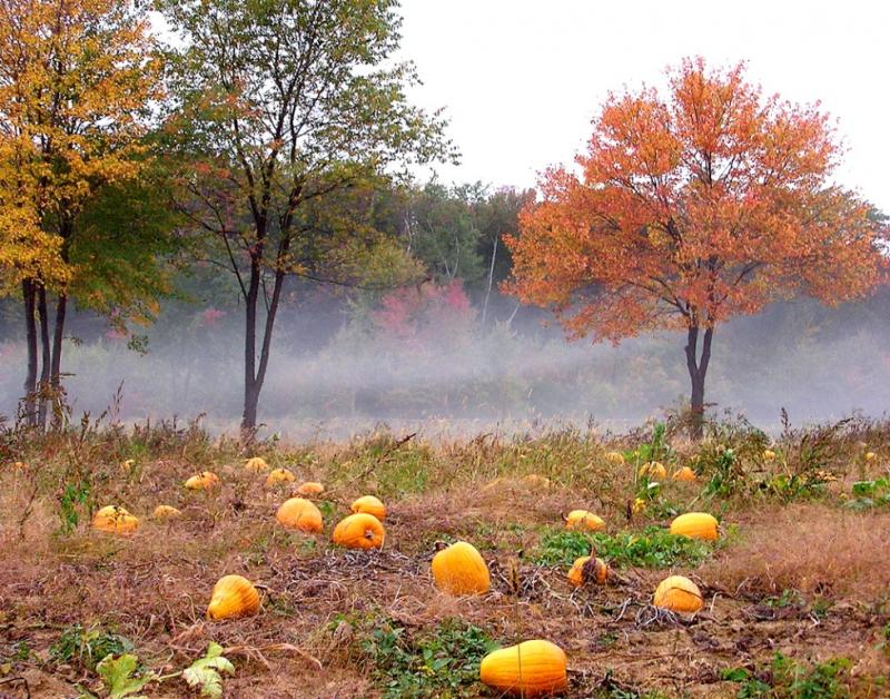 Octobre au jardin potager