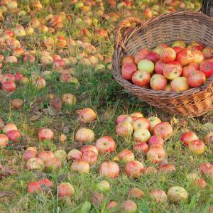 Octobre au jardin fruitier