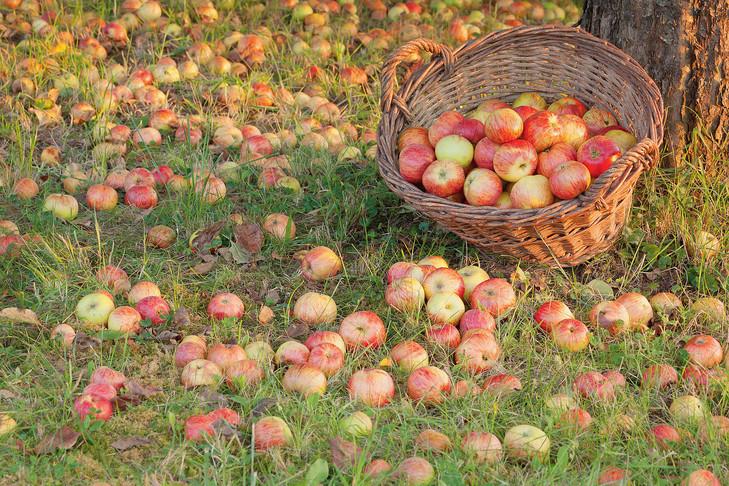 Octobre au jardin fruitier