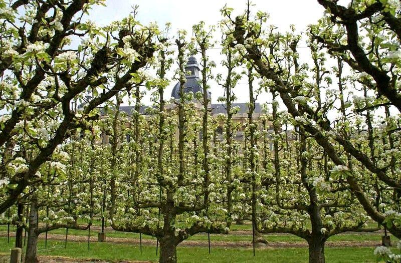 Mars au jardin fruitier
